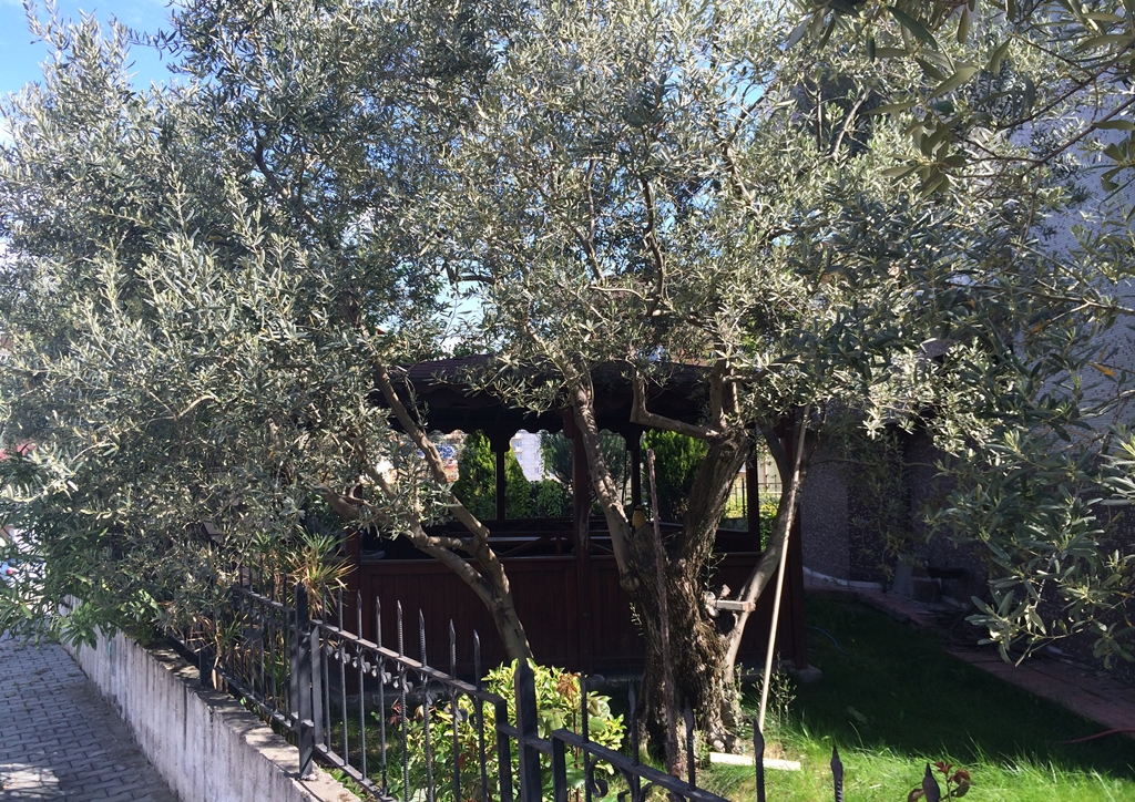 Güzelyalı En Merkezi Yerde Köşe Villa 